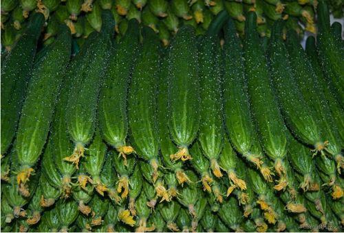 莱芜区吃瓜最新事件爆料,揭秘背后惊人真相！